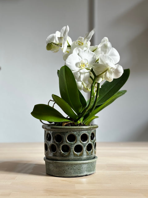 Intermediate Course - Clay and Vases